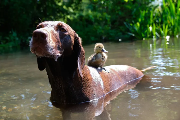 Ovo su najslađa i najčudnija prijateljstva koja ćete ikada vidjeti: Njihova ljubav će vas raznježiti