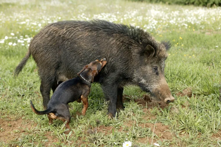 Ovo su najslađa i najčudnija prijateljstva koja ćete ikada vidjeti: Njihova ljubav će vas raznježiti