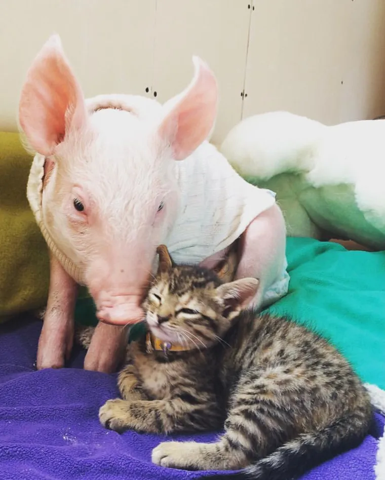 Ovo su najslađa i najčudnija prijateljstva koja ćete ikada vidjeti: Njihova ljubav će vas raznježiti