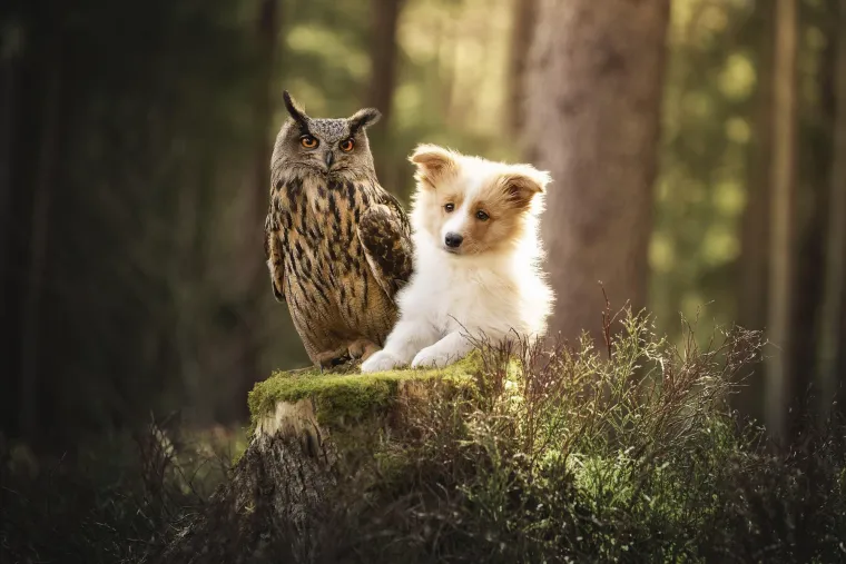 Ovo su najslađa i najčudnija prijateljstva koja ćete ikada vidjeti: Njihova ljubav će vas raznježiti