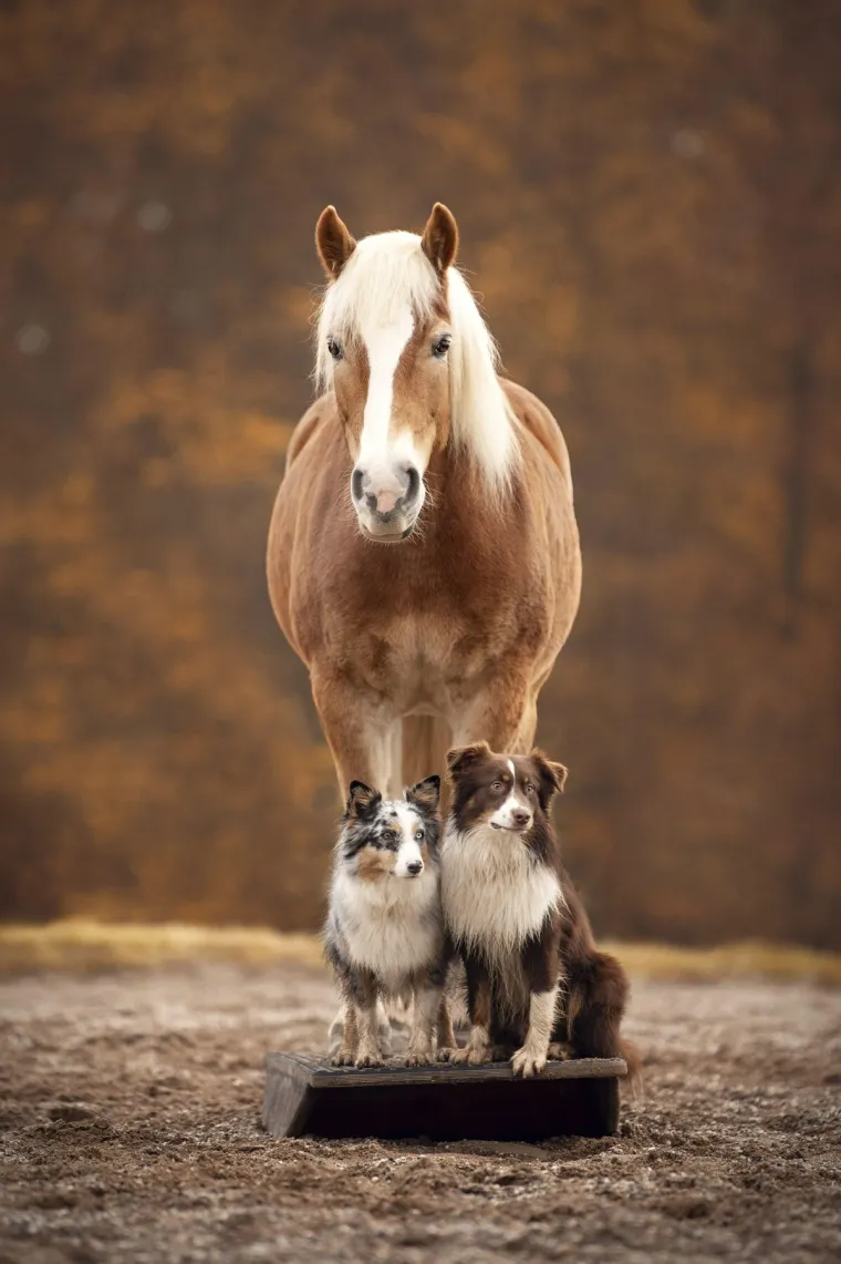 Ovo su najslađa i najčudnija prijateljstva koja ćete ikada vidjeti: Njihova ljubav će vas raznježiti