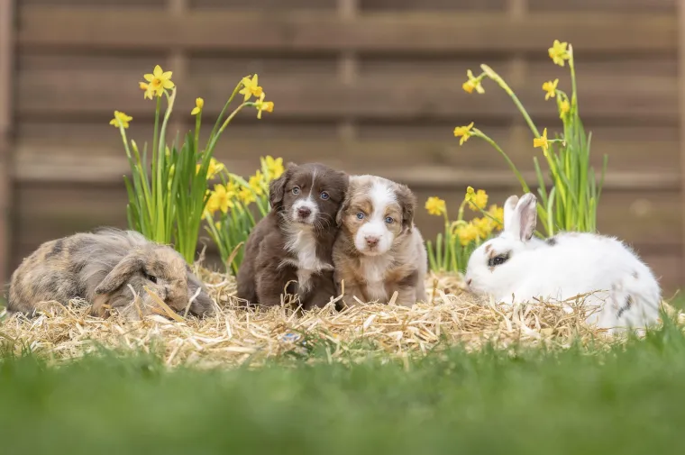 Ovo su najslađa i najčudnija prijateljstva koja ćete ikada vidjeti: Njihova ljubav će vas raznježiti