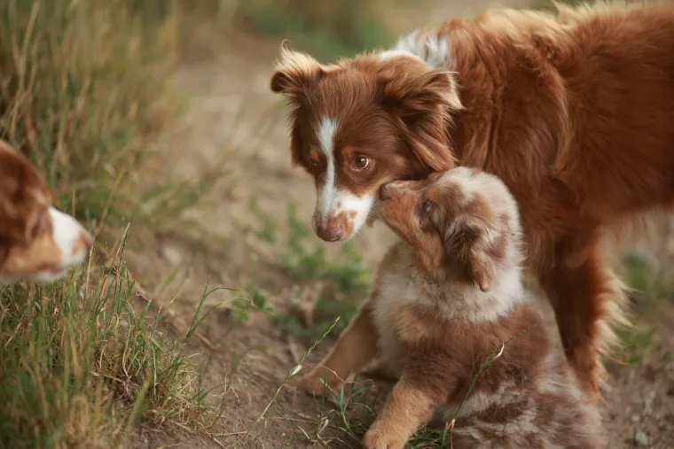 Ovo su najslađa i najčudnija prijateljstva koja ćete ikada vidjeti: Njihova ljubav će vas raznježiti