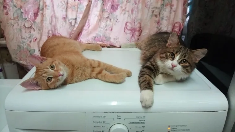 Ovo su najslađa i najčudnija prijateljstva koja ćete ikada vidjeti: Njihova ljubav će vas raznježiti