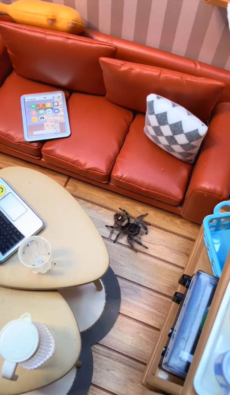 Užasavala se paukova, a onda im je izgradila dom iz snova: Nevjerojatno je u kakvom luksuzu žive