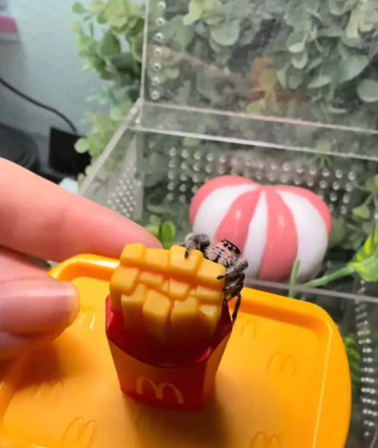 Užasavala se paukova, a onda im je izgradila dom iz snova: Nevjerojatno je u kakvom luksuzu žive