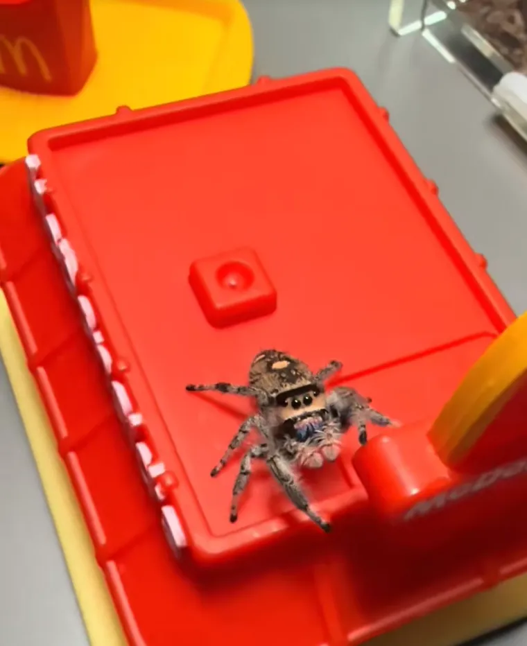 Užasavala se paukova, a onda im je izgradila dom iz snova: Nevjerojatno je u kakvom luksuzu žive