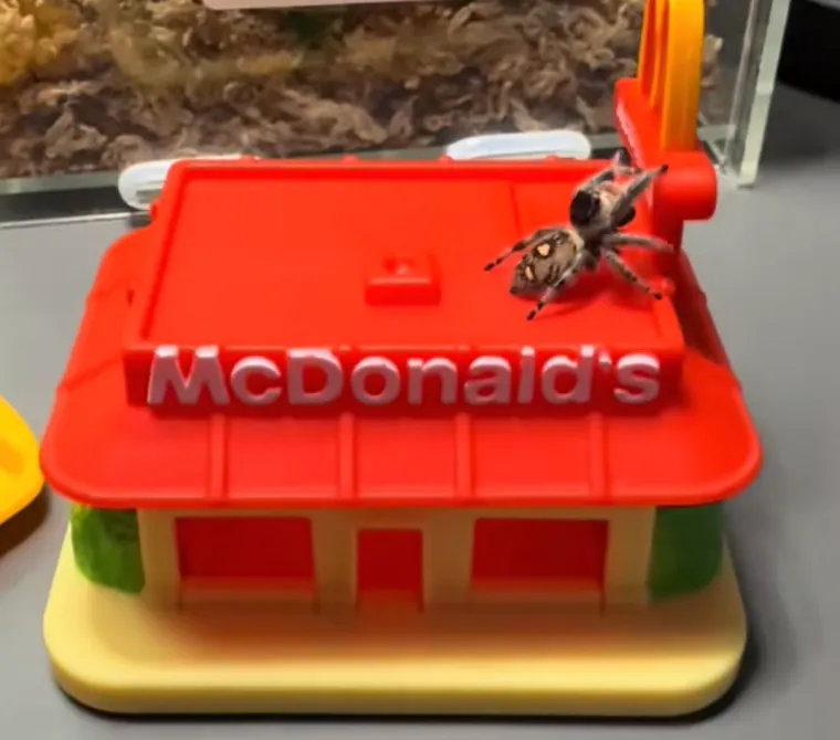 Užasavala se paukova, a onda im je izgradila dom iz snova: Nevjerojatno je u kakvom luksuzu žive