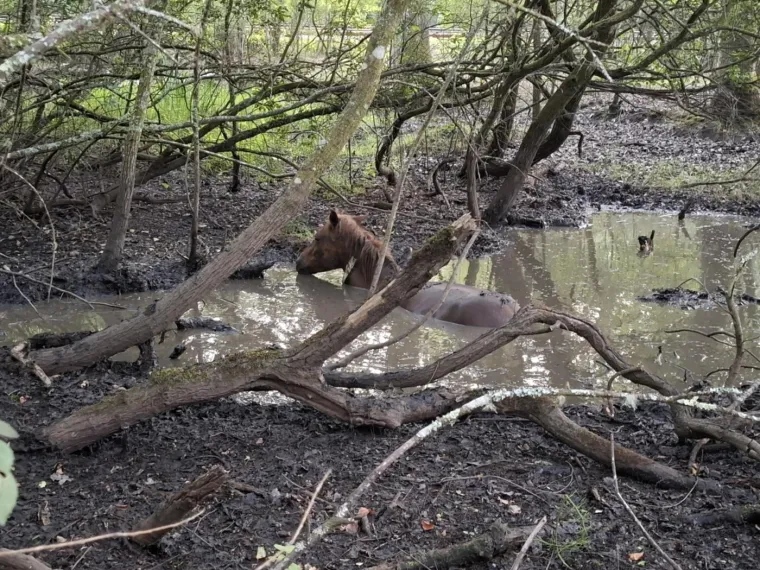 Belgijski turisti na zadnji dan odmora postali junaci: Spasili su divljeg konja od bolne smrti