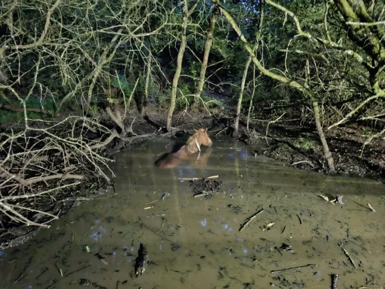 Belgijski turisti na zadnji dan odmora postali junaci: Spasili su divljeg konja od bolne smrti