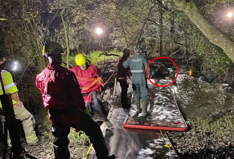 Belgijski turisti na zadnji dan odmora postali junaci: Spasili su divljeg konja od bolne smrti