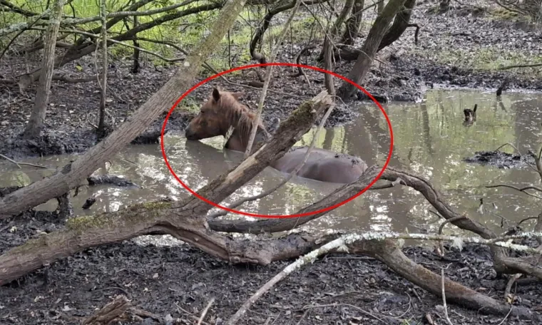 Belgijski turisti na zadnji dan odmora postali junaci: Spasili su divljeg konja od bolne smrti
