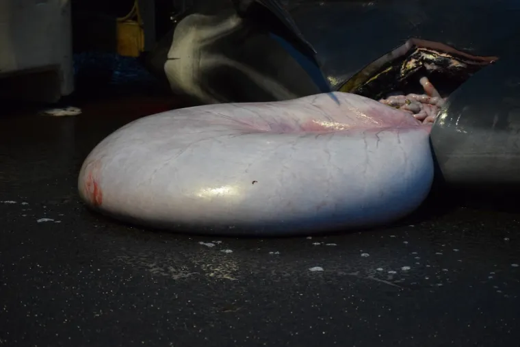 Prizori koji lede krv u žilama: Ni mladunci nisu bili pošteđeni krvoprolića