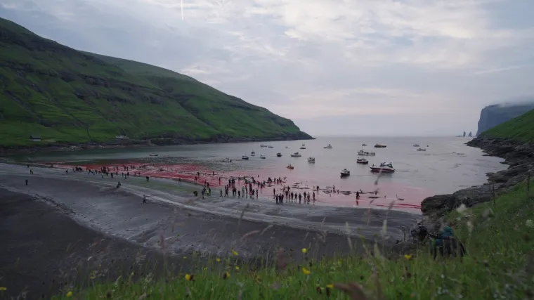 Prizori koji lede krv u žilama: Ni mladunci nisu bili pošteđeni krvoprolića