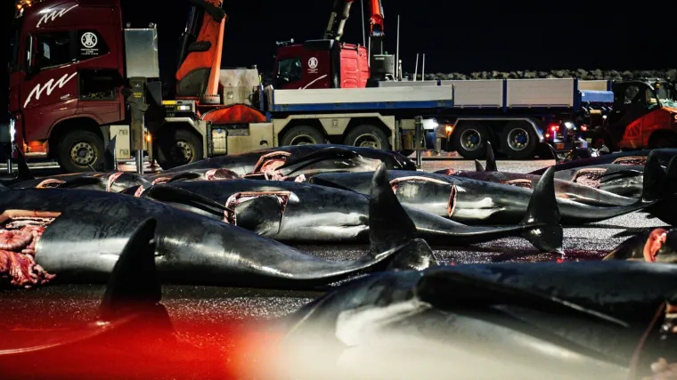 Prizori koji lede krv u žilama: Ni mladunci nisu bili pošteđeni krvoprolića