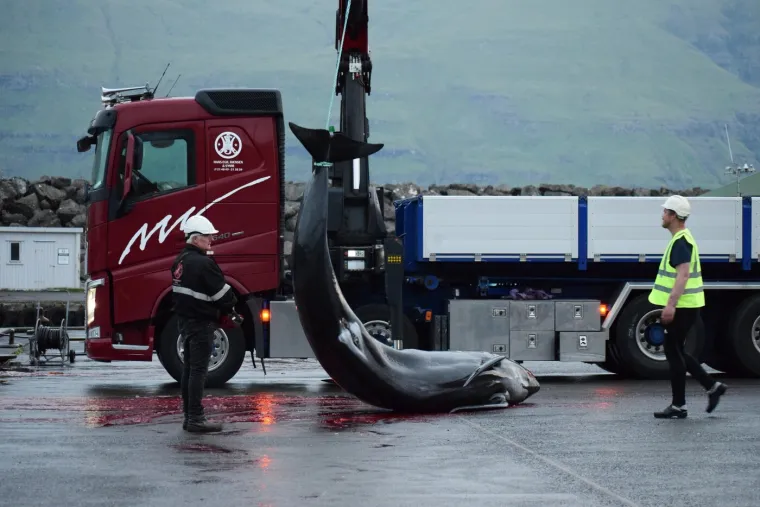 Prizori koji lede krv u žilama: Ni mladunci nisu bili pošteđeni krvoprolića