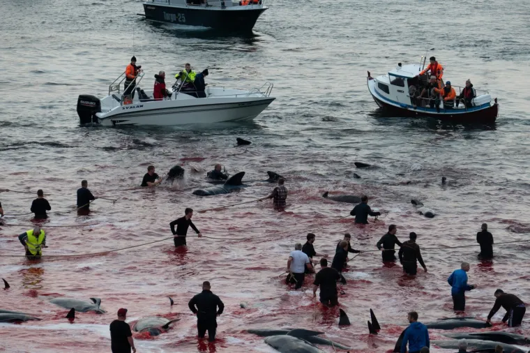 Prizori koji lede krv u žilama: Ni mladunci nisu bili pošteđeni krvoprolića