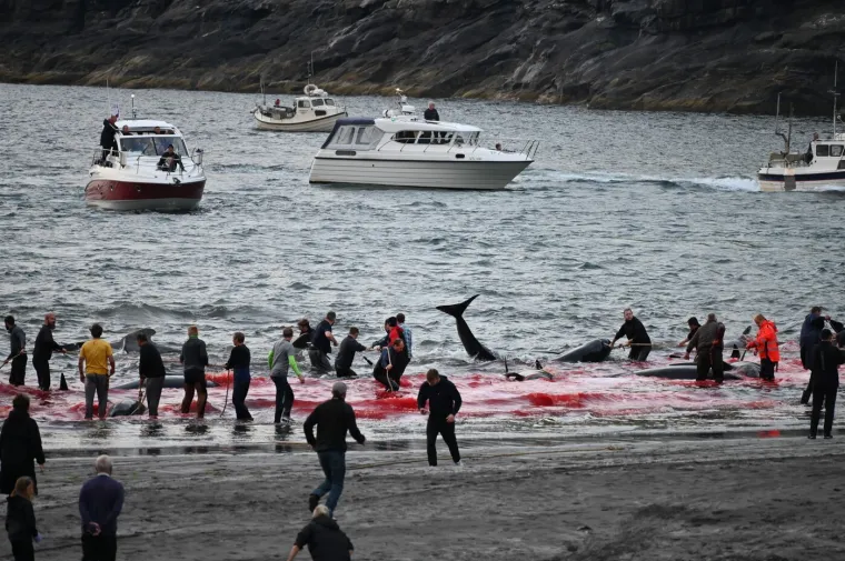 Prizori koji lede krv u žilama: Ni mladunci nisu bili pošteđeni krvoprolića