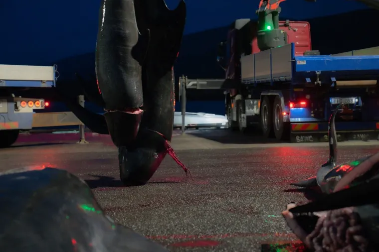 Prizori koji lede krv u žilama: Ni mladunci nisu bili pošteđeni krvoprolića