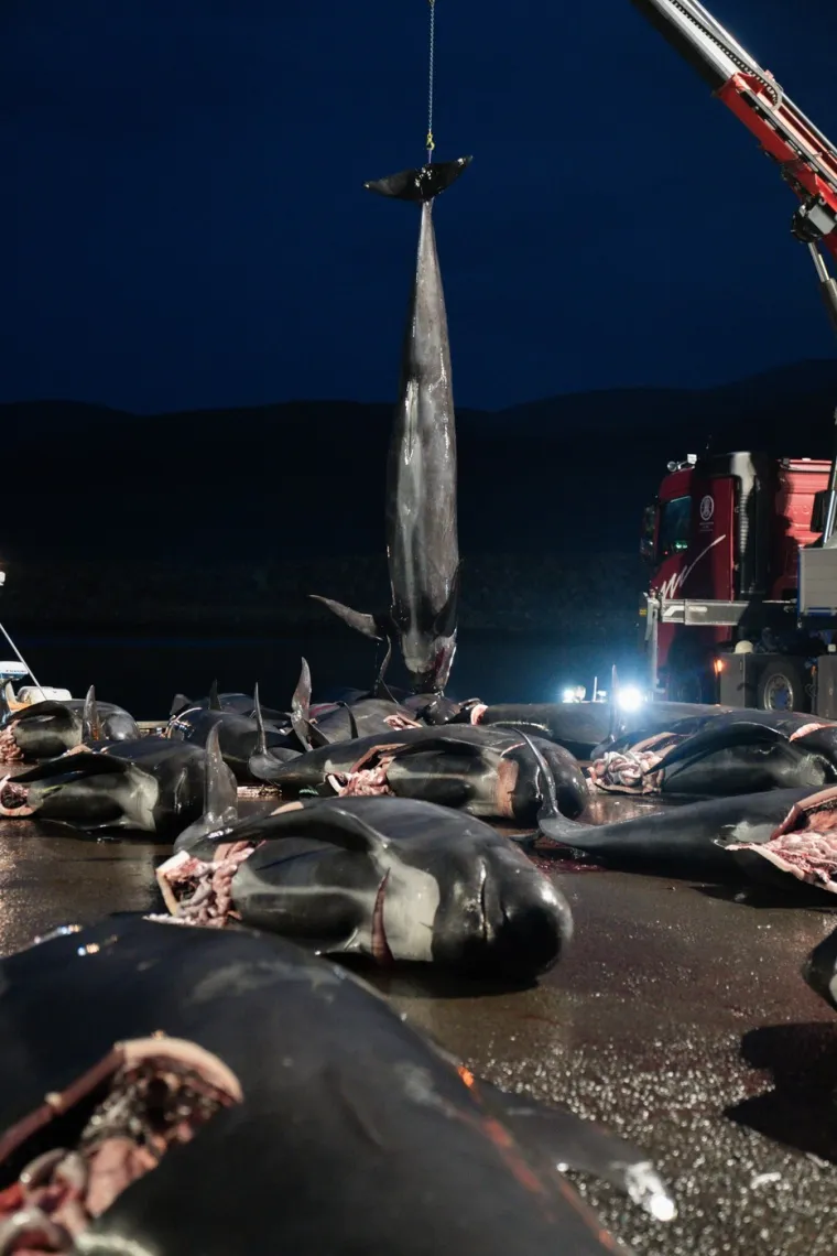 Prizori koji lede krv u žilama: Ni mladunci nisu bili pošteđeni krvoprolića