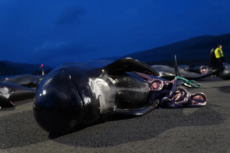 Prizori koji lede krv u žilama: Ni mladunci nisu bili po&scaron;teđeni krvoprolića