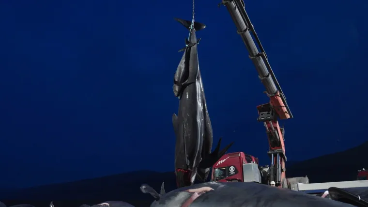 Prizori koji lede krv u žilama: Ni mladunci nisu bili po&scaron;teđeni krvoprolića