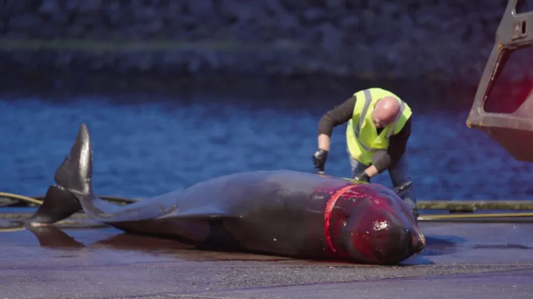 Prizori koji lede krv u žilama: Ni mladunci nisu bili po&scaron;teđeni krvoprolića