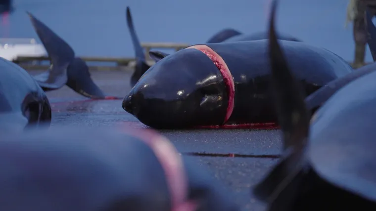 Prizori koji lede krv u žilama: Ni mladunci nisu bili po&scaron;teđeni krvoprolića