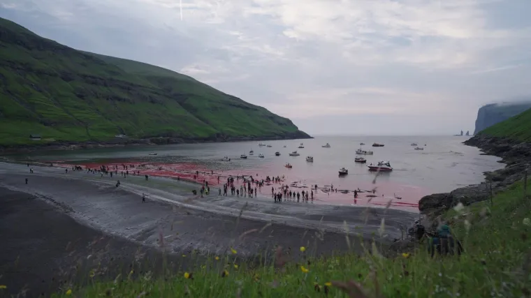 Prizori koji lede krv u žilama: Ni mladunci nisu bili po&scaron;teđeni krvoprolića