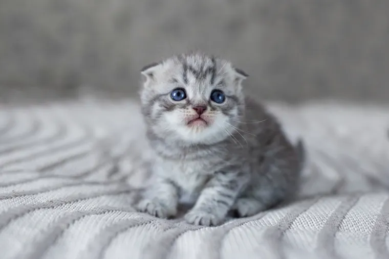 Ovo su najskuplje mačke na svijetu: Nevjerojatno, ali vrijede koliko i luksuzni automobili