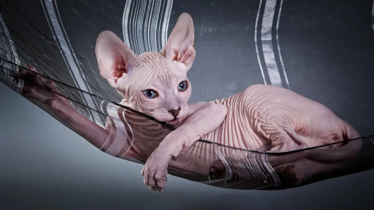 Ovo su najskuplje mačke na svijetu: Nevjerojatno, ali vrijede koliko i luksuzni automobili