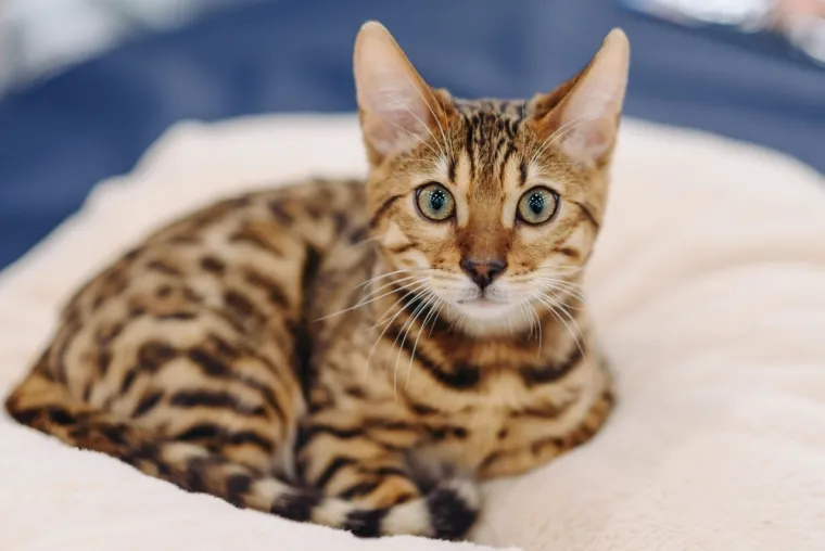 Ovo su najskuplje mačke na svijetu: Nevjerojatno, ali vrijede koliko i luksuzni automobili