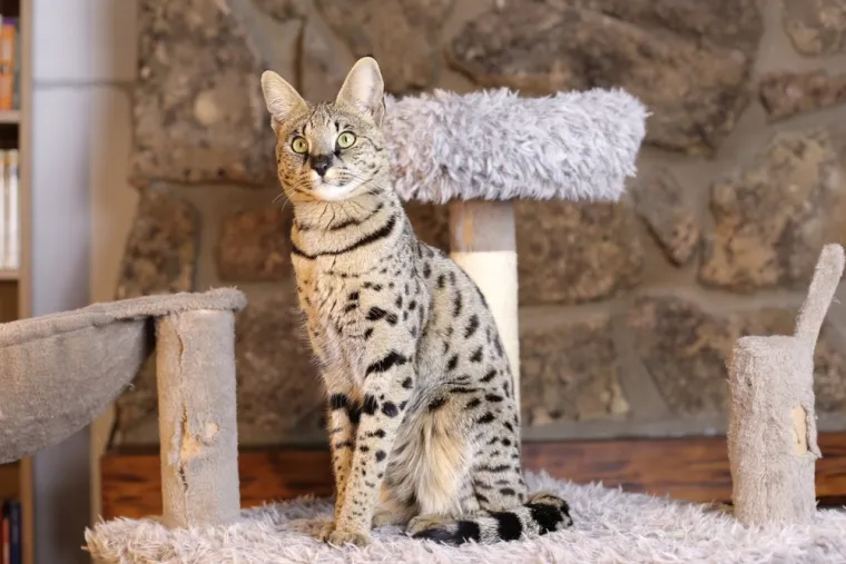 Ovo su najskuplje mačke na svijetu: Nevjerojatno, ali vrijede koliko i luksuzni automobili