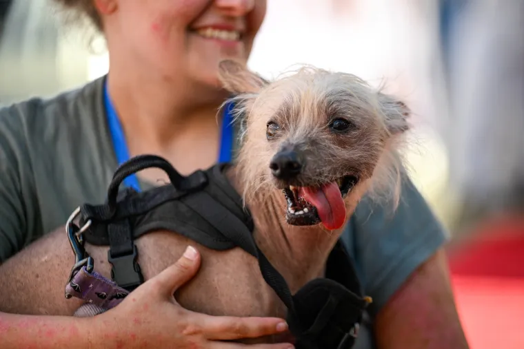 Izabran najružniji pas na svijetu, konkurencija je baš bila žestoka
