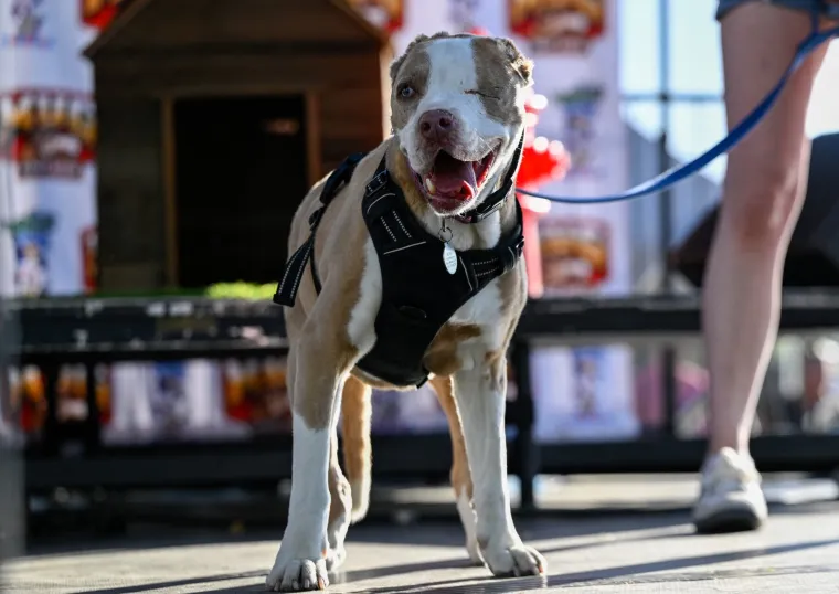 Izabran najružniji pas na svijetu, konkurencija je baš bila žestoka