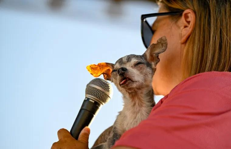Izabran najružniji pas na svijetu, konkurencija je baš bila žestoka