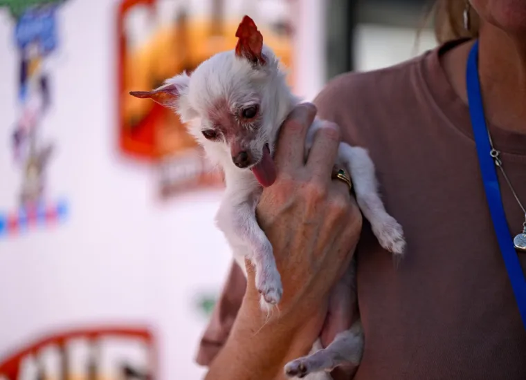 Izabran najružniji pas na svijetu, konkurencija je baš bila žestoka