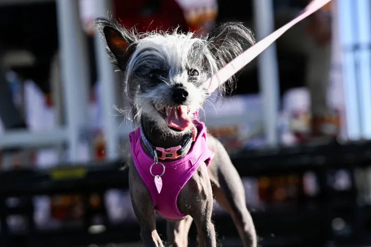 Izabran najružniji pas na svijetu, konkurencija je baš bila žestoka