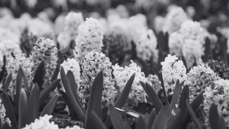 Dokaži se kao veliki znalac i prepoznaj barem pet boja ovog cvijeća