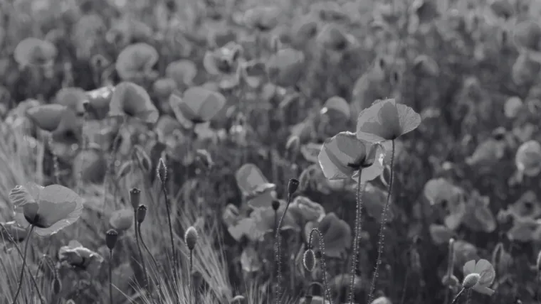 Dokaži se kao veliki znalac i prepoznaj barem pet boja ovog cvijeća