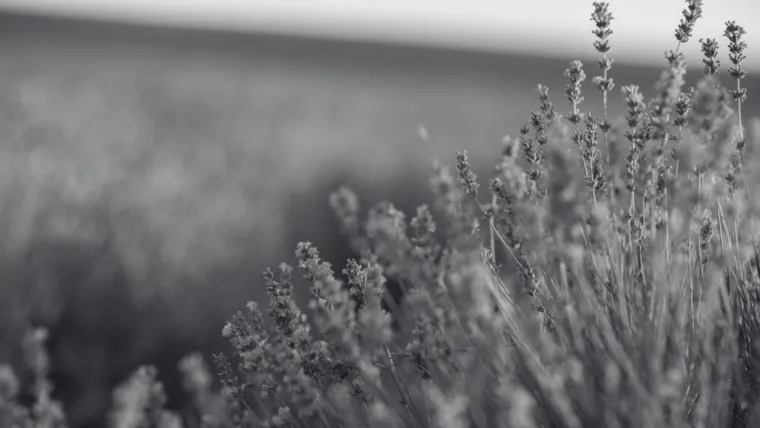 Dokaži se kao veliki znalac i prepoznaj barem pet boja ovog cvijeća