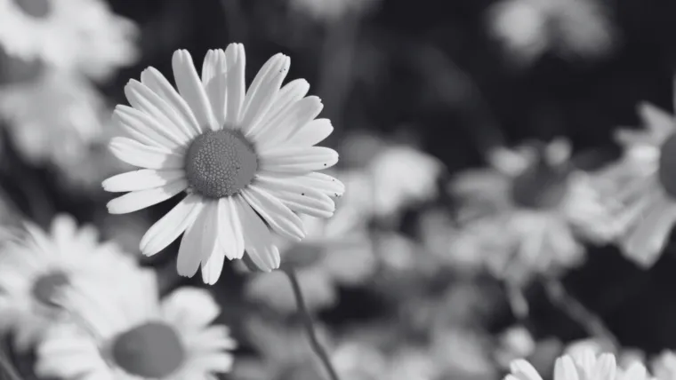 Dokaži se kao veliki znalac i prepoznaj barem pet boja ovog cvijeća