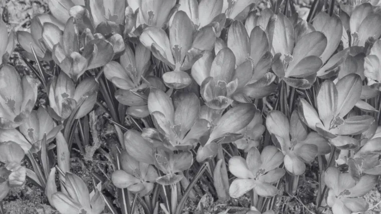 Dokaži se kao veliki znalac i prepoznaj barem pet boja ovog cvijeća