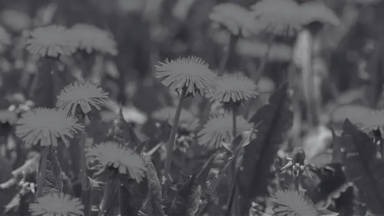 Dokaži se kao veliki znalac i prepoznaj barem pet boja ovog cvijeća