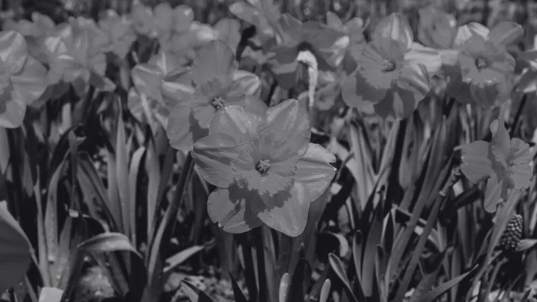 Dokaži se kao veliki znalac i prepoznaj barem pet boja ovog cvijeća