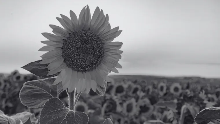 Dokaži se kao veliki znalac i prepoznaj barem pet boja ovog cvijeća