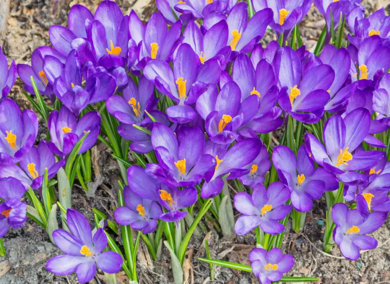 Dokaži se kao veliki znalac i prepoznaj barem pet boja ovog cvijeća