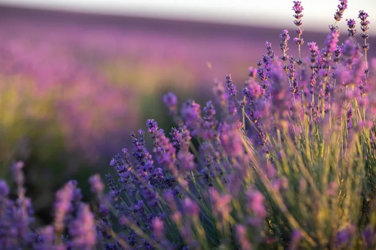 Dokaži se kao veliki znalac i prepoznaj barem pet boja ovog cvijeća