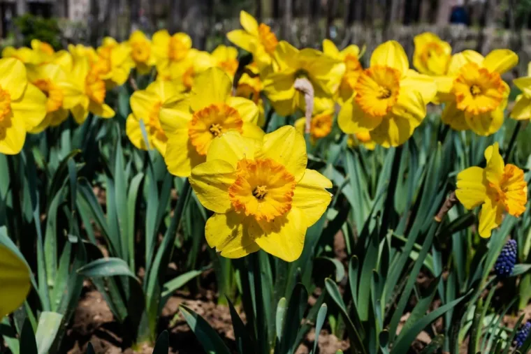 Dokaži se kao veliki znalac i prepoznaj barem pet boja ovog cvijeća