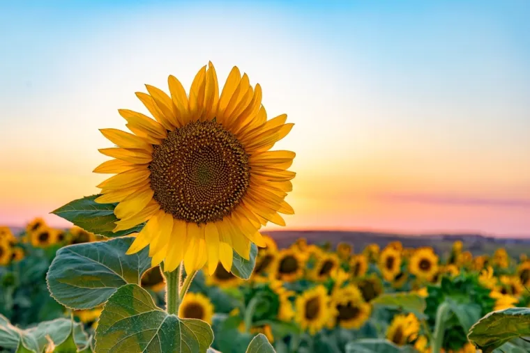 Dokaži se kao veliki znalac i prepoznaj barem pet boja ovog cvijeća